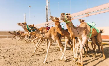 Shahaniya Bedouin Tour with Farm Visit